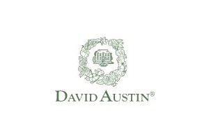 David Austin Roses