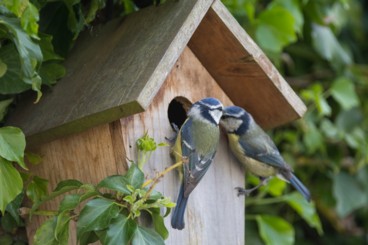 Bird Boxes and Feeders