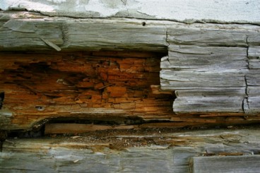 Dry Rot & Timber Decay