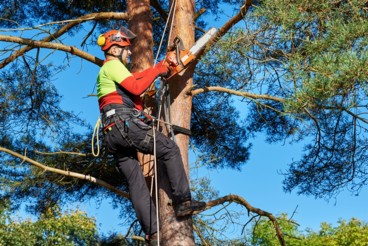 Tree Surgeon