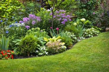 Garden Plants & Flowers