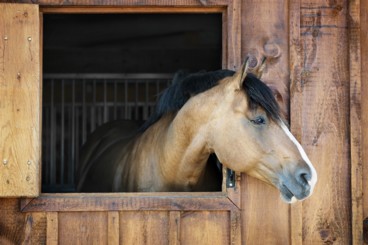 Stables